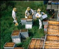 Развитие профессионального пчеловодства в регионах